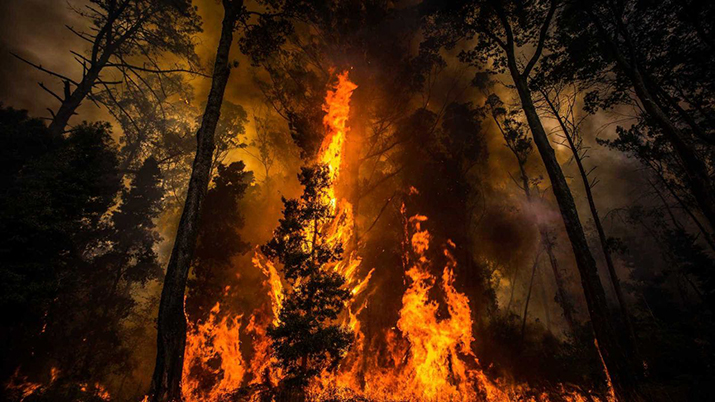 Voto de solidariedade com concelhos afetados pelos incndios florestais